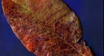 folha da amendoeira Terminalia catappa