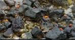 Galapagos Intertidal