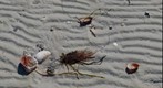 Shells on Beach, Anclote Key
