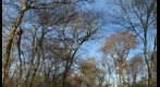 NLPhotos - Balade au Bois de Cergy - 26/12/2009