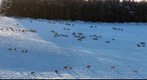 Sheep grazing on the Lammermuir hills in Scotland