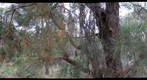 Perth, Kings Park #2 (right eye)