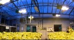 University of St. Thomas Greenhouse