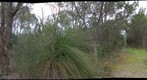 Perth, Kings Park #3 (left eye)
