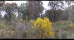 Perth, Kings Park #4 (left eye)