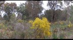 Perth, Kings Park #4 (right eye)