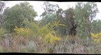 Perth, Kings Park #5 (left eye)