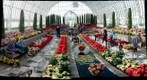 Holiday Flowers, Como Park Conservatory, St. Paul, Minnesota