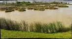 Kanaha Pond State Wildlife Santuary,Kahului Maui Hawaii