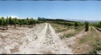 Iona Vineyard