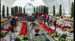 Holiday Flowers #2, Como Park Conservatory, St. Paul, Minnesota