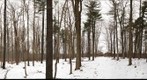 University of Guelph - Dairy Bush - 18 - Dec 21 2009 