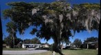 Live Oak Dec 29th, 2009