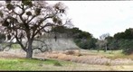 Large Valley Oak