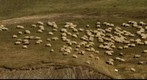 Count the Sheep!
