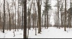 University of Guelph - Dairy Bush - 19 - Jan 01 2010