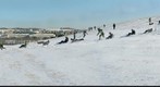 Sled competition
