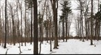 University of Guelph - Dairy Bush - 20 - Jan 06 2010