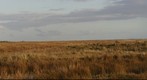kwelder, Schiermonnikoog