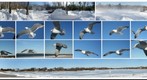 Photo Oppurtunity,Hamptons,New York