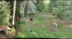 Shutes Bear Sanctuary