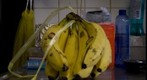 Hand of bananas