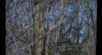 trees in Western CT