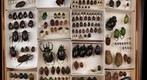 Insect Drawer (scarabs) Take 2