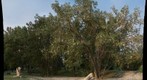 Poplar Cotton