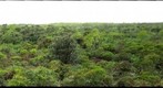 Mt. Ka`ala  bog overview