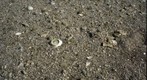 RiverBed 20100116 - 04