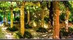 La Granja - Sierra de Tramontana - Mallorca