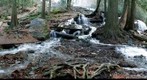Forest Creek Pano