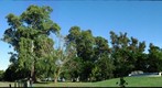 El Ombu de Areco
