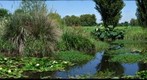 THE POND AT EL OMBU DE ARECO