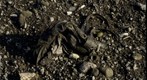 RiverBed 20100119 - 03