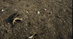 RiverBed 20100122 - 03