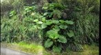Gunnera - Mt. Ka`ala-29March2008