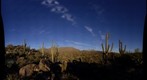 20100125 Four Peaks Saguaro