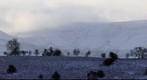 Morning Sun on the snowy Black Mountains