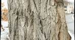 trunk.100126