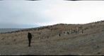 Cap Crozier Adelie penguin colony