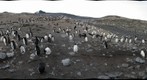 Cap Crozier penguin colony from the beach