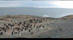 Adelie penguin of Cape Crozier