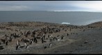 Adelie penguin of Cap Crozier