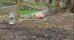 Botanical Survey