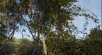  Intwined Vines (2009)