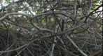 Dry Tangle