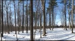 University of Guelph - Dairy Bush - 22 - Jan 20 2010 