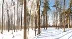 University of Guelph - Dairy Bush - 21 - Jan 13 2010 